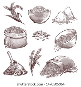 Sketch rice. Vintage hand drawn asian grains and ear. Pile of wild rice cereals, paddy sack. Agriculture engraving isolated vector healthy eating grained isolate set