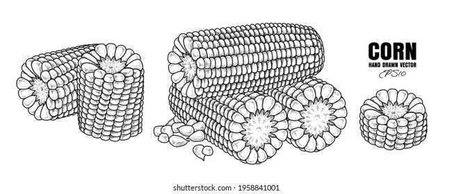 Sketch ripe corn decorative set Hand Drawn Botanical Illustrations. Black and white with line art isolated on white backgrounds. Fruits drawings. Retro style elements.