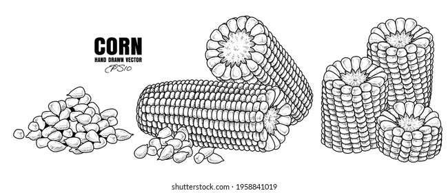 Sketch ripe corn decorative set Hand Drawn Botanical Illustrations. Black and white with line art isolated on white backgrounds. Fruits drawings. Retro style elements.