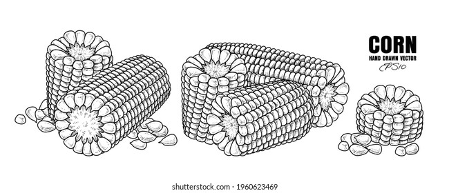 Sketch ripe corn decorative set Hand Drawn Botanical Illustrations. Black and white with line art isolated on white backgrounds. Fruits drawings. Retro style elements.