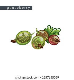 a sketch of ripe gooseberries: 
four berries and leaf on a white background, vector drawing