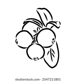 sketch ripe lingonberries, lingonberry berry, vector sketch