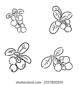 sketch ripe lingonberries, lingonberry berry, vector sketch