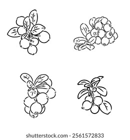 sketch ripe lingonberries, lingonberry berry, vector sketch