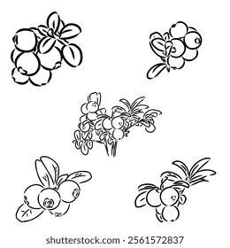 sketch ripe lingonberries, lingonberry berry, vector sketch