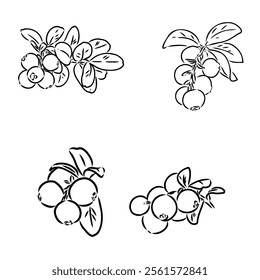 sketch ripe lingonberries, lingonberry berry, vector sketch