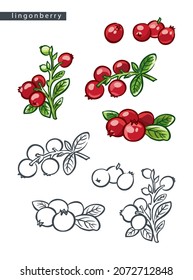 sketch ripe lingonberries: set of five drawings