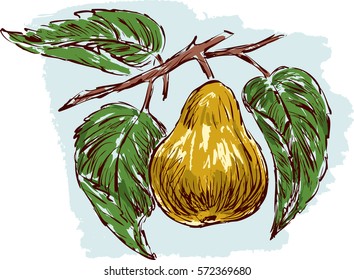 sketch of a ripe pear