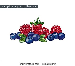 sketch ripe raspberries and bilberries: 
four raspberries and eight bilberries