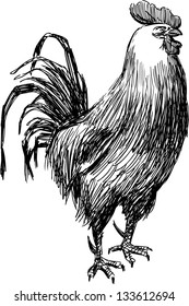 Sketch of rooster