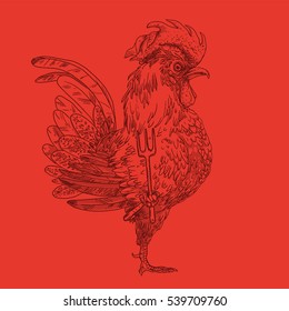 sketch rooster on a red background