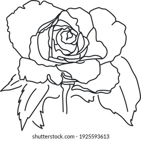 Sketch Rose Bud, hand drawn rose. Vector illustration
