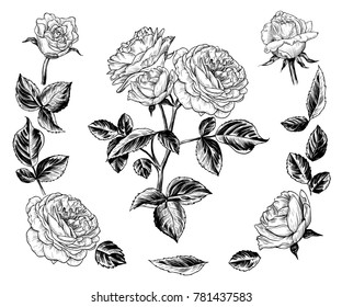 
  A Sketch Of A Rose Bush. An Isolated Drawing Of A Rose Bush, Flowers, Buds And Leaves. Vector Illustration In Vintage Style.