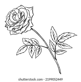 Sketch rose drawn by hand. Decorative elements for tattoo, greeting card, wedding invitation. Isolated on white background. Vector.