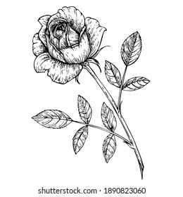 Sketch Rose Flower. Ink sketch flower with leaves on stem. Graphic Hand drawn illustration