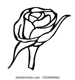 A sketch of a rose flower and leaves with a bud on a white background. Hand-drawn. Soft color. Vector illustration. Suitable for banner, postcard, design.