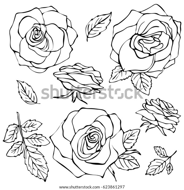 Rose Sketch You Will Enjoy