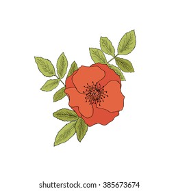 Sketch rose illustration