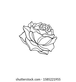 Sketch of rose on a white background. Vector hand draw illustration isolated on white background.