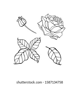 Sketch of rose on a white background. Vector hand draw illustration isolated on white background.