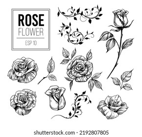 Sketch rose. set of illustrations. Vector clipart