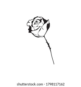 boceto de una rosa con espinas