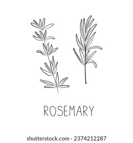 Sketch Rosemary Simple Vector Illustration in Doodle Style