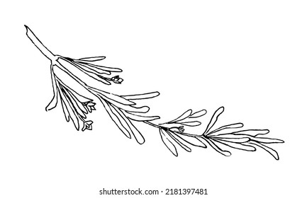 Sketch of Rosemary. Vector hand drawn illustration of kitchen herb in doodle style. Continuous black line