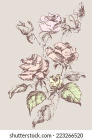 sketch of the roses