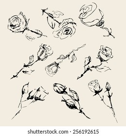 sketch of roses on a beige background . vector