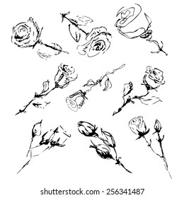 sketch of roses on a white background. vector
