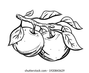 Sketch of round apples with leaves on branch. Black vintage clipart of garden fruit. Botanic print, poster, element for farm product packaging. Graphic isolated vector illustration, white background