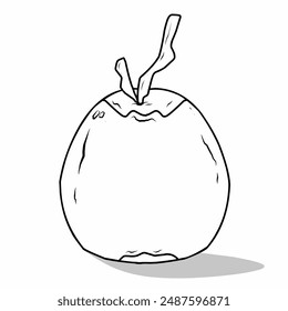 sketch of a round coconut