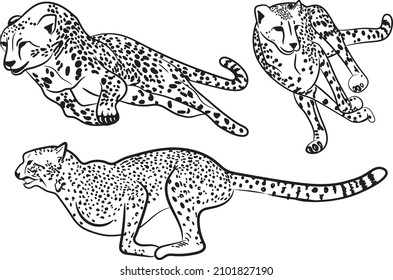 Sketch of running cheetah leopard black and white isolated vector illustration
