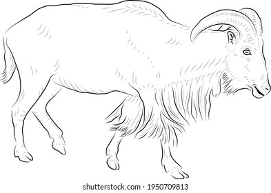 Sketch of running goat.  Minimalistic style.