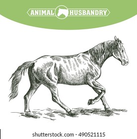 sketch of running horse drawn by hand. livestock. animal grazing