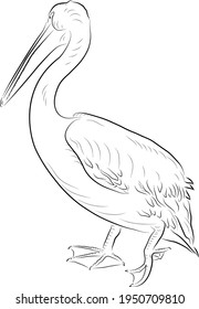 Sketch of running pelican.  Minimalistic style.