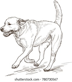 sketch of a running retriever