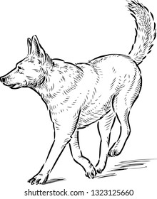 A sketch of a running shepherd dog