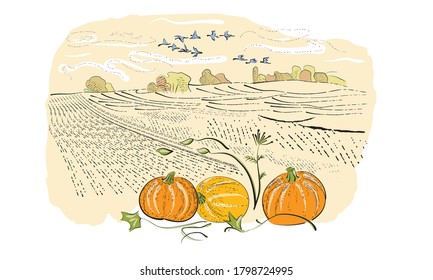 A sketch of a rural landscape, a harvest of pumpkins, flying birds, empty fields. Vector hand drawing in retro style.