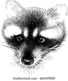 sketch of a sad raccoon