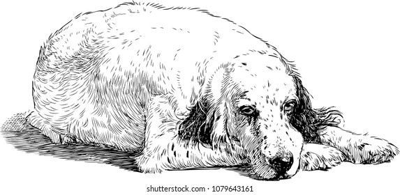 Sketch of a sad spaniel