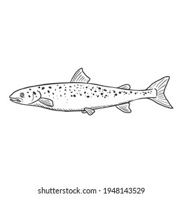 Esbozo de la Ilustración del Vector de Pescado Salmón. Vista lateral.