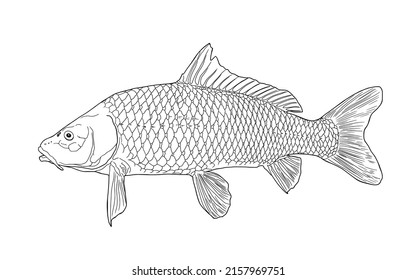 Esbozo de pez sazán, carpa vista lateral gráficos vectoriales dibujados a mano, ilustración de un boceto de un pez río, estilo retro, aislado en un fondo blanco. Pescado de agua dulce. Pesca. 