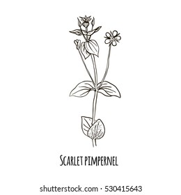 Sketch of Scarlet pimpernel Hand drawn botanical vector illustration