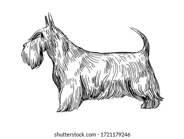 Sketch of  scottish terrier. Dog breed. Black outline on transparent background