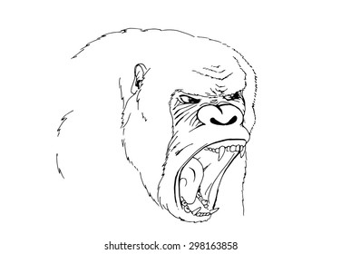 Sketch screaming chimp. The alpha male. Vector illustration.