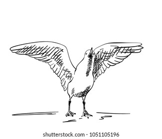 Sketch of screaming Seagull with spread wings, Hand drawn illustration