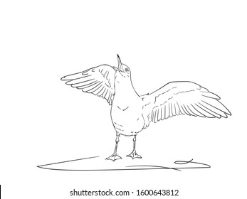 Sketch of screaming seagull with spreaded wings, Vector hand drawn illustration