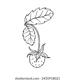 Sketch, scribble of summer strawberries. Vector graphics.